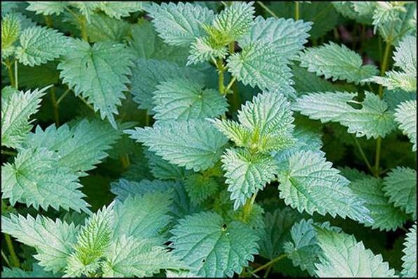 Nettle is a popular medicine that improves male sexual function