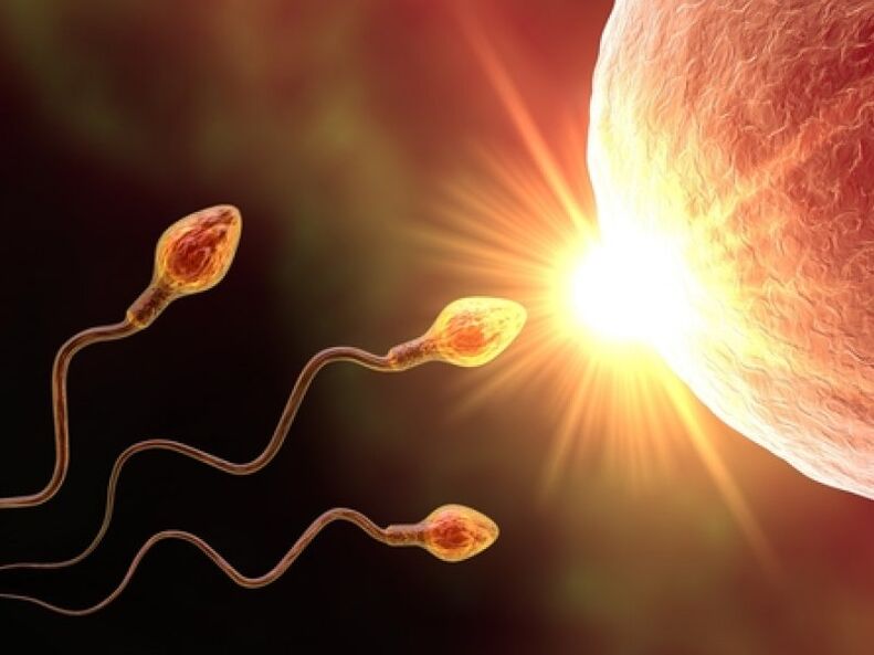 The sperm